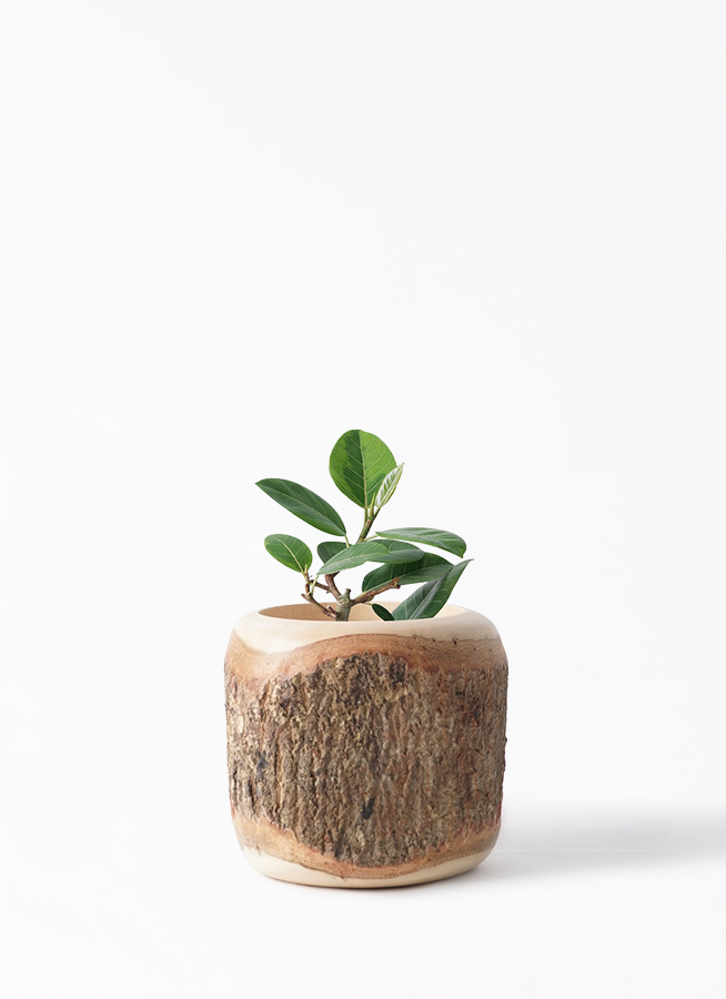 観葉植物 フィカス アルテシーマ 4号 ストレート プラスチック鉢