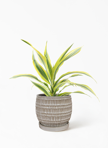 観葉植物 ドラセナ ワーネッキー レモンライム 4号 クラッツ シノ