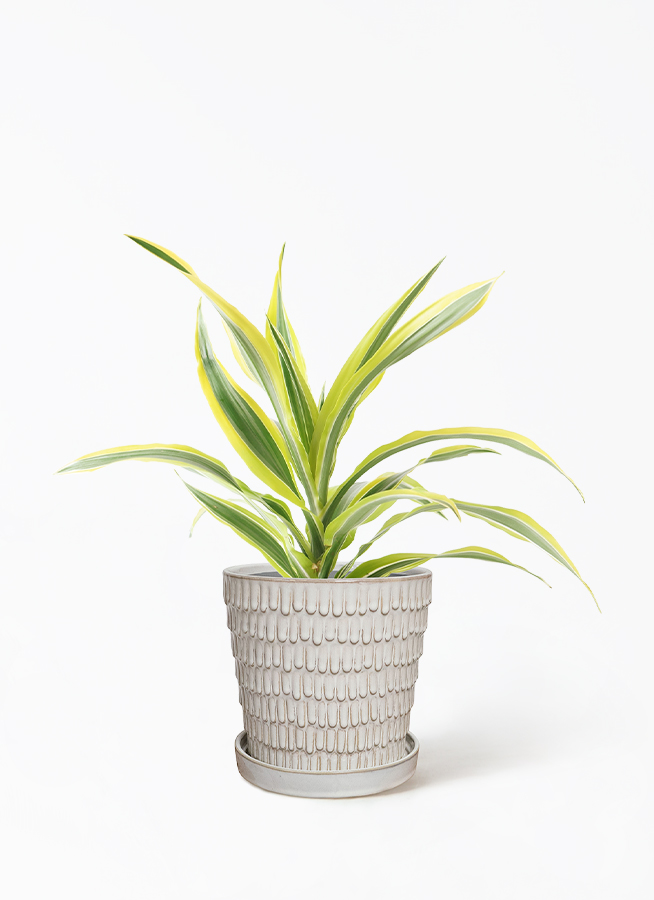 観葉植物 ドラセナ ワーネッキー レモンライム 4号 プラスチック