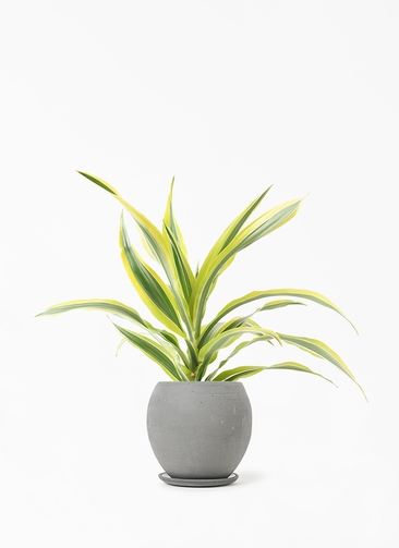 dracaena-warneckii-358_1.jpg?