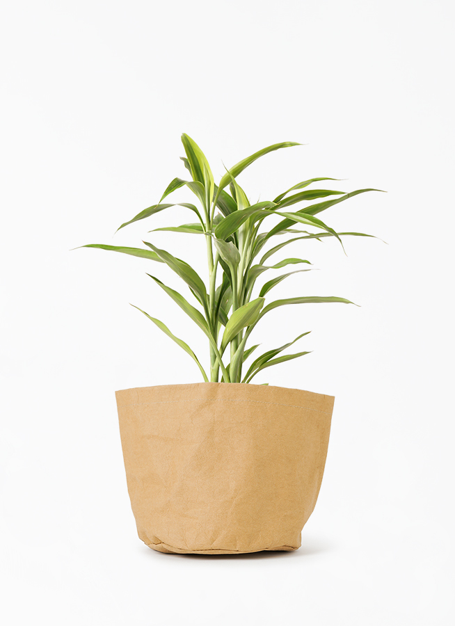 観葉植物 ドラセナ サンデリアーナ ゴールド 4号 クラフトペーパーポット 0 T ベージュ 付き 観葉植物ならhitohana ひとはな