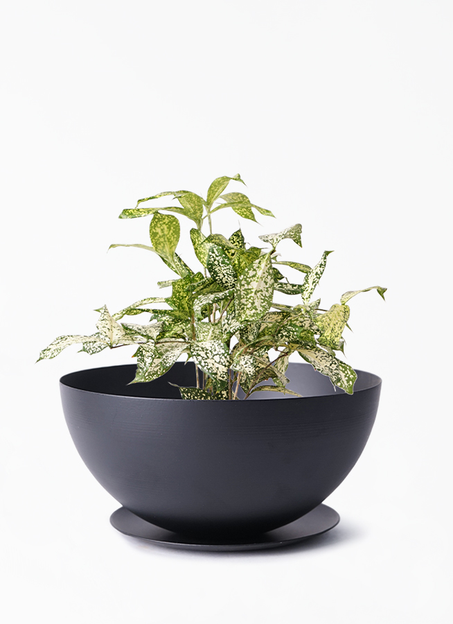 観葉植物 ドラセナ ゴッドセフィアーナ 4号 クロシャロー M 植え替えキット付き 観葉植物ならhitohana ひとはな