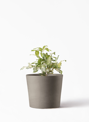 dracaena-surculosa-148_1.jpg?