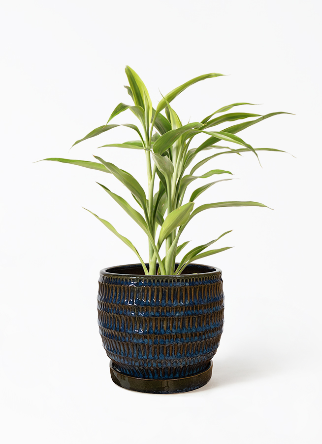 ドラセナ 観葉植物 ドラセナ サンデリアーナ 4号 ゴールド ジュートポット