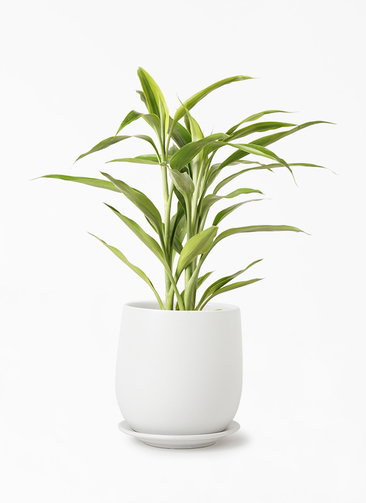 dracaena-surculosa-186_1.jpg?