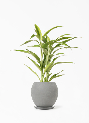 グランドセール dracaena-surculosa-187_1.jpg? ポケモンカードゲーム