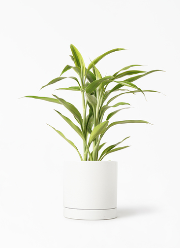dracaena-surculosa-191_1.jpg?