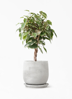 ficus-benjamina-princess-89_1.