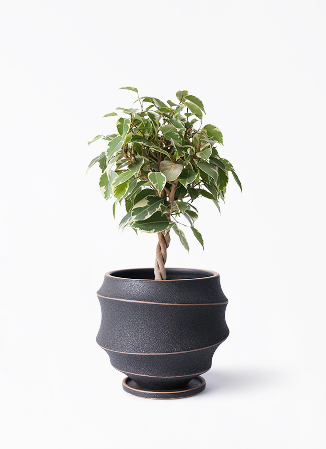 観葉植物 フィカス ベンジャミン 4号 プリンセス ラスターポット