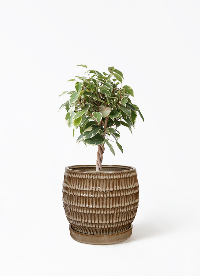 観葉植物 フィカス ベンジャミン 4号 プリンセス プラスチック鉢