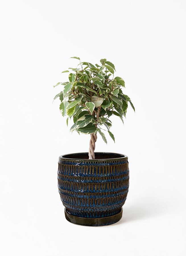 観葉植物 フィカス ベンジャミン 4号 プリンセス ドリス 16 D