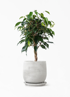 ベンジャミン　15号 観葉植物 フィカス ベンジャミン 4号 玉造り ルーツ 15 H グレー 付き