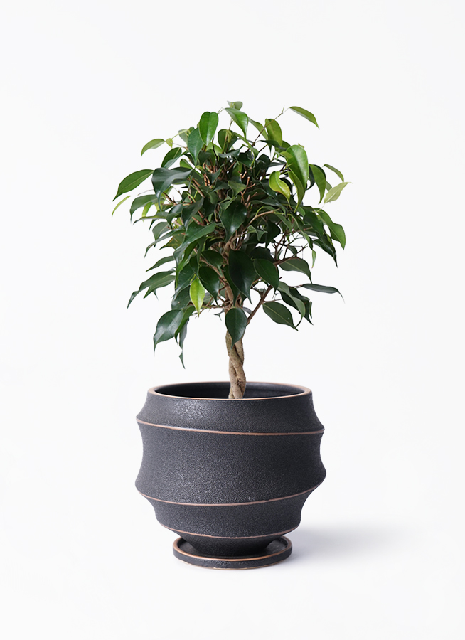 【限定品】フィカス ベンジャミン レギナルド 玉造り・豪華4本編み込み 観葉植物 フィカス ベンジャミン 4号 玉造り ルーツ 15 H グレー 付き