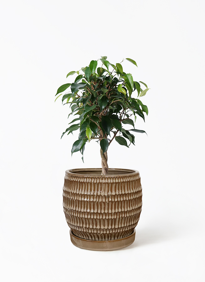 ⑪ フィカス ベンジャミン ネジリ仕立て 8号 特大苗木最高等級