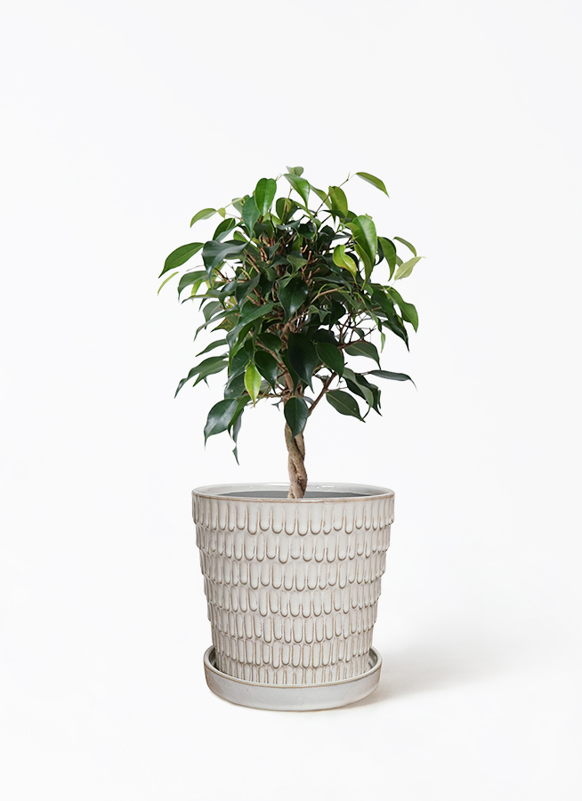 観葉植物 フィカス ベンジャミン 4号 玉造り リア ピンク M 付き