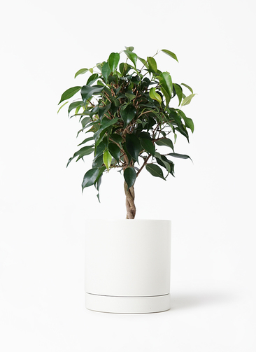 観葉植物 フィカス ベンジャミン 4号 玉造り オーセ 1 W ホワイト 付き