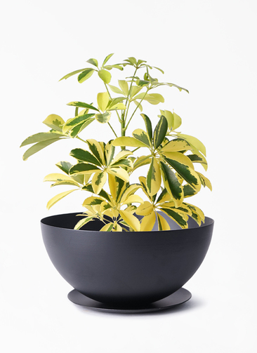 観葉植物 カポック シェフレラ 4号 斑入り クロシャロー M 植え替えキット付き 観葉植物ならhitohana ひとはな