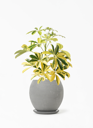 kapok-636_1.jpg?1648523393