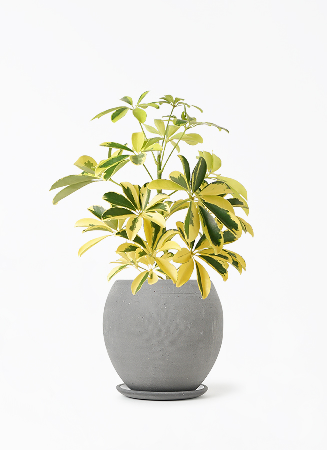 観葉植物 カポック（シェフレラ） 4号 斑入り エッジ ボール