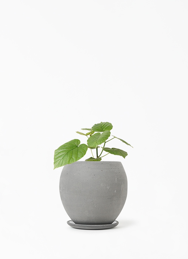 観葉植物 フィカス ウンベラータ 4号 ノーマル エッジ ボール ブラック 植え替えキット付き 観葉植物ならhitohana ひとはな