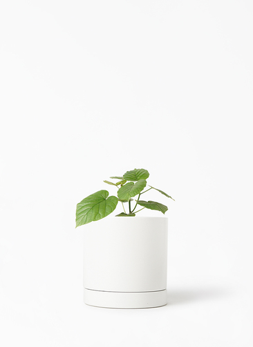 観葉植物 フィカス ウンベラータ 4号 ノーマル オーセ 1 W ホワイト
