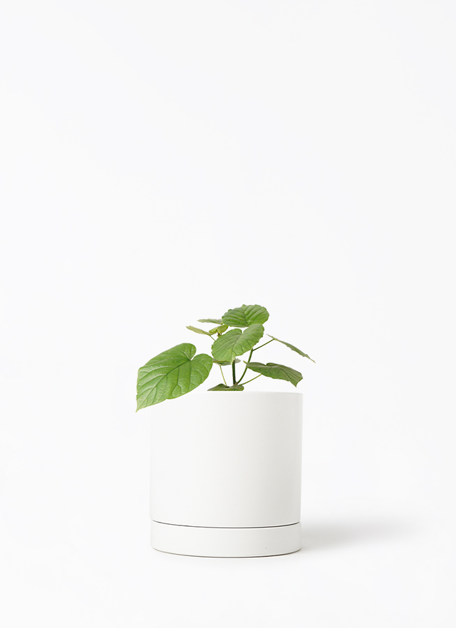 観葉植物 フィカス ウンベラータ 4号 ノーマル オーセ 1 W ホワイト