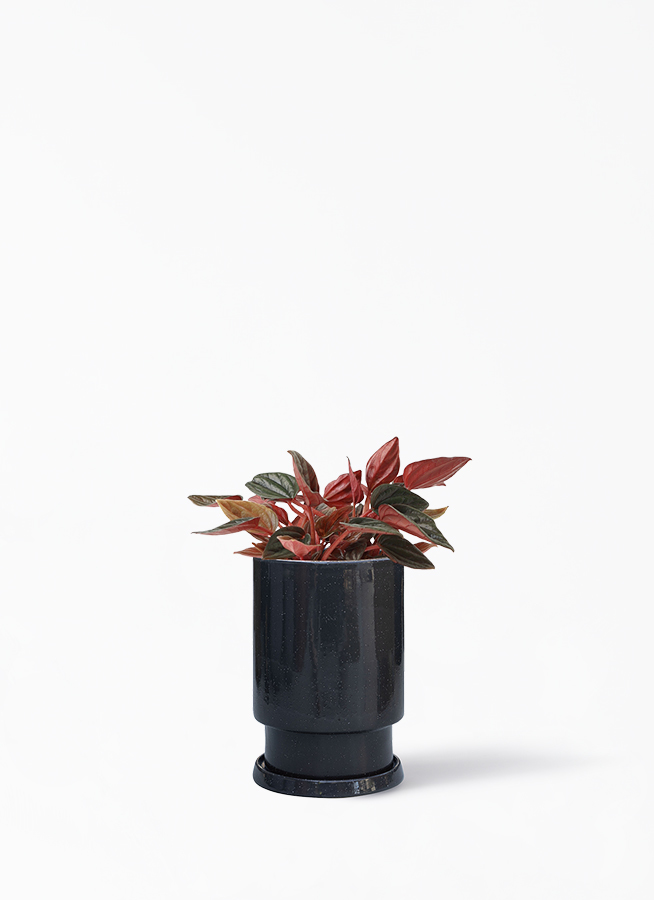 観葉植物 ペペロミア 4号 ブラジリア フロウ トール ブラック 植え替えキット付き 観葉植物ならhitohana ひとはな