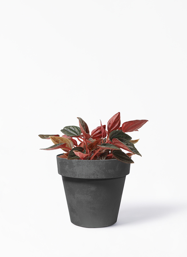 観葉植物 ペペロミア 4号 ブラジリア ライク ラウンド ブラック 付き 観葉植物ならhitohana ひとはな