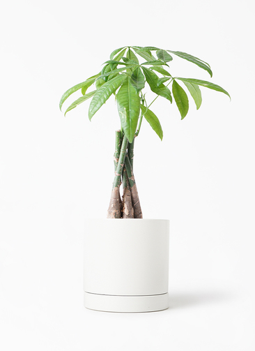 観葉植物　専用 人工 観葉植物 フェイク グリーン オスマンサスツリー H約180cm 大型