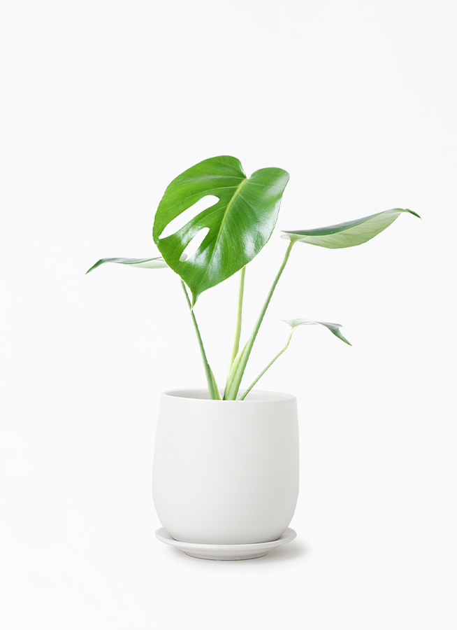 (専用)モンステラ　4 Amazon.co.jp: PLANCHU 観葉植物 モンステラ 4号鉢 受け皿付き