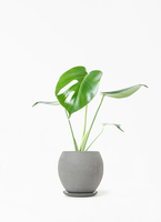 モンステラ 4号 | 観葉植物通販HitoHana(ひとはな)