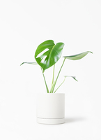 (専用)モンステラ　4 モンステラ 4号 | 観葉植物通販HitoHana(ひとはな)