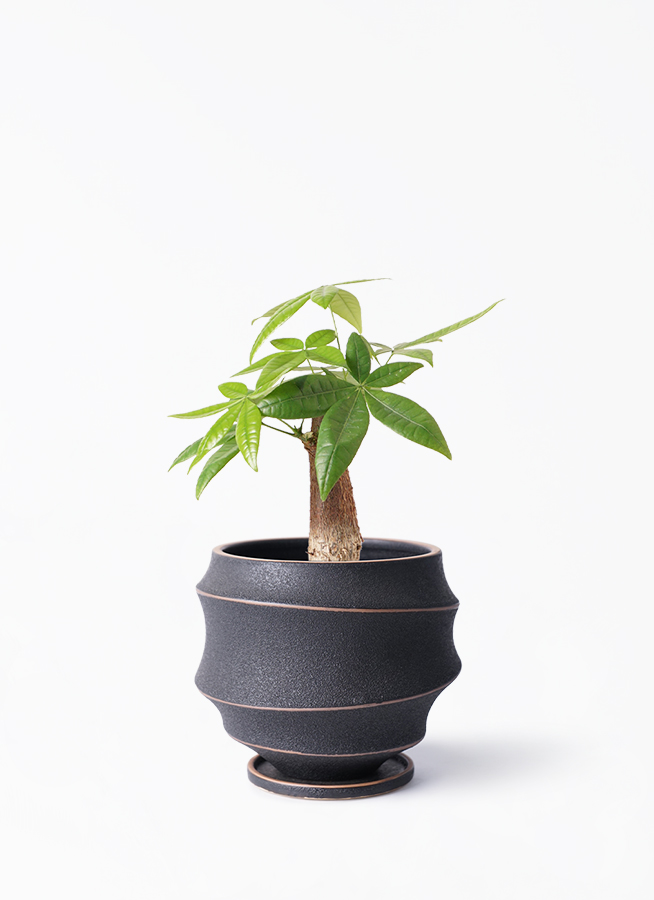 観葉植物 パキラ 4号 朴 リア ピンク M 付き | 観葉植物なら 観葉植物 パキラ 4号 朴 リア ピンク M 付き | 観葉植物なら
