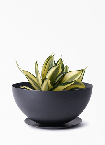 観葉植物 サンスベリア 4号 ゴールデンハニー Mango Wood マンゴーウッド 付き 観葉植物ならhitohana ひとはな