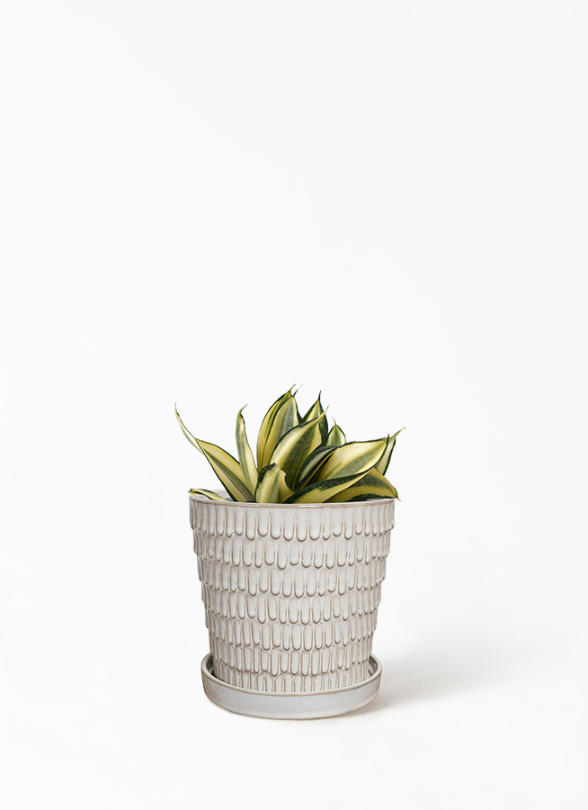 観葉植物 サンスベリア 4号 ゴールデンハニー クラッツ ウロ ホワイト 付き 観葉植物ならhitohana ひとはな