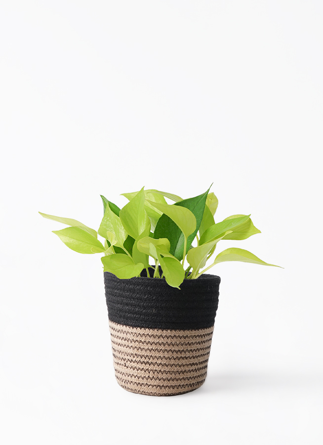 観葉植物 ポトス 4号 ライム エッジ ボール ブラック 植え替え