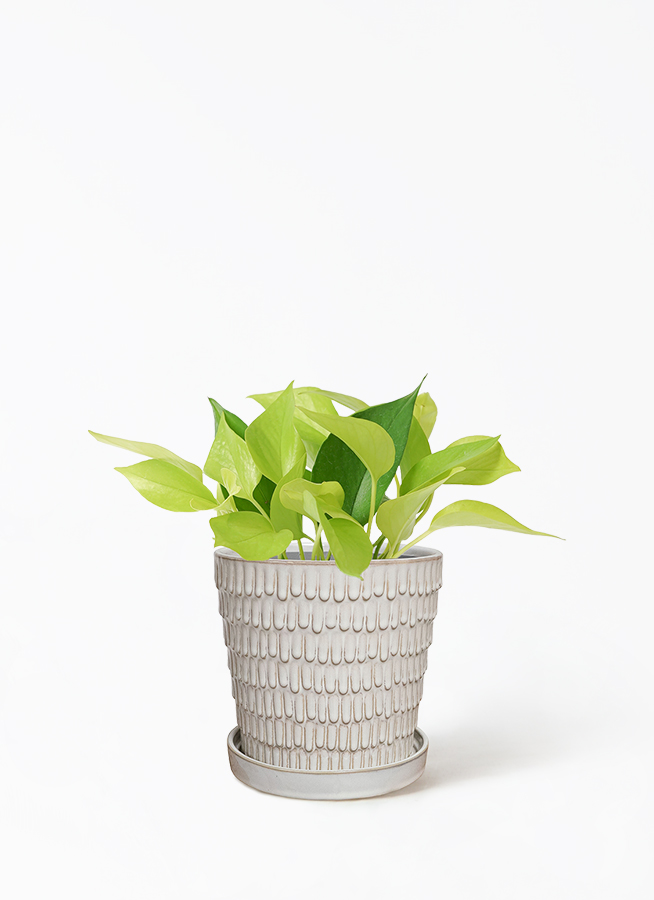 ポトス ライムコンパクト 4号ロングスリット鉢 斑入り 【公式通販】
