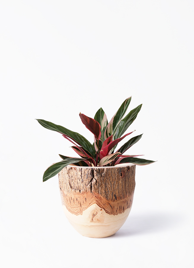 観葉植物 ストロマンテ トリオスター 4号 プラスチック鉢 | 観葉植物