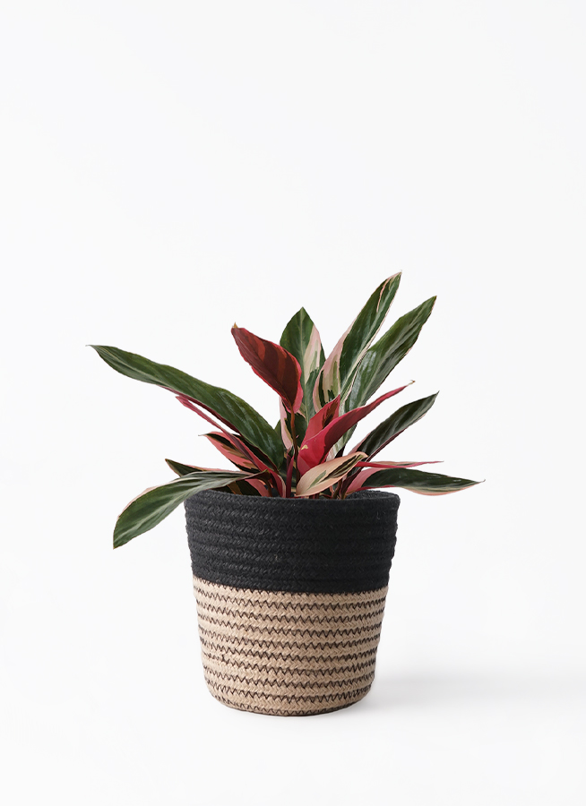 観葉植物 ストロマンテ トリオスター 4号 プラスチック鉢 | 観葉植物