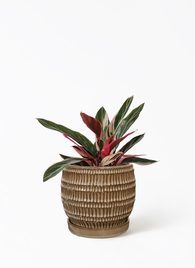 観葉植物 ストロマンテ トリオスター 4号 エッシ 16 R ブラウン 付き