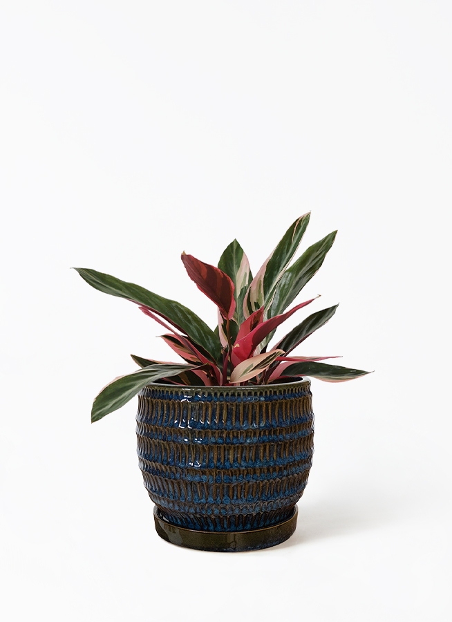 観葉植物 ストロマンテ トリオスター 4号 インナ 15 G 付き | 観葉植物