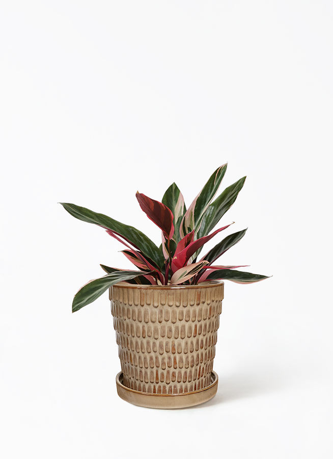 観葉植物 ストロマンテ トリオスター 4号 ラダ 15 B ベージュ 付き