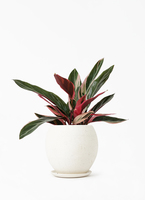 stromanthe-31_1.jpg?1648539214