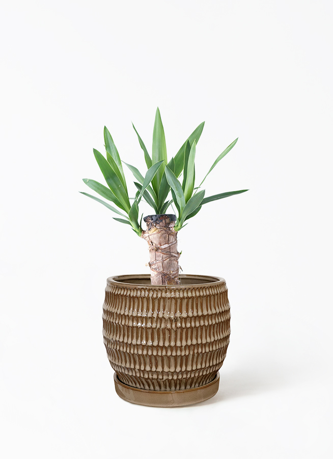 観葉植物 ユッカ 4号 ノーマル Mango Wood(マンゴーウッド