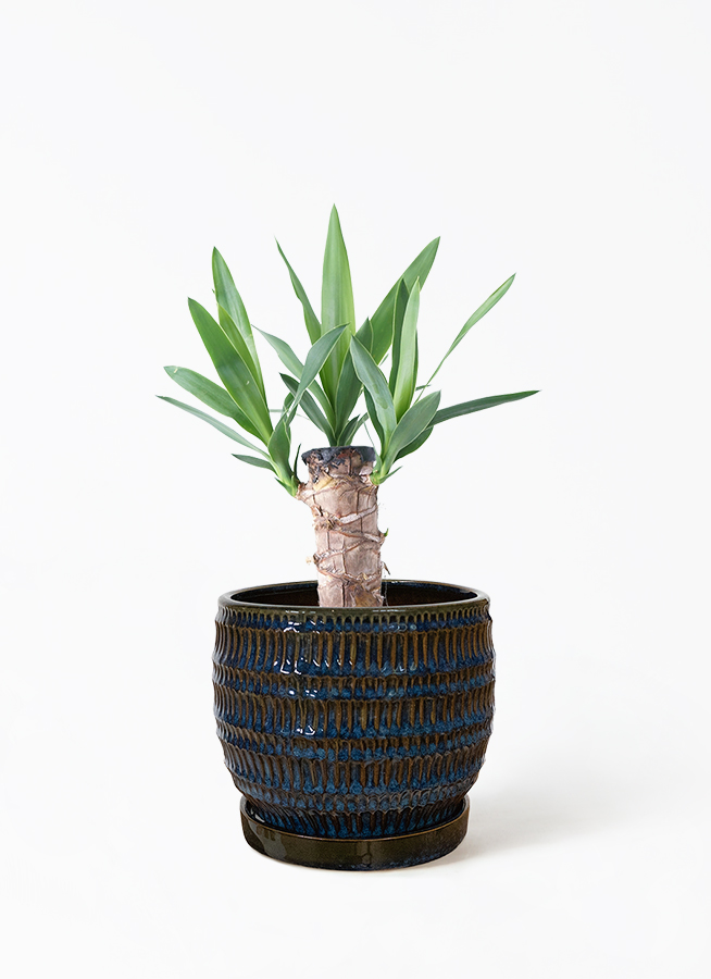 観葉植物 ユッカ 4号 ノーマル Mango Wood(マンゴーウッド