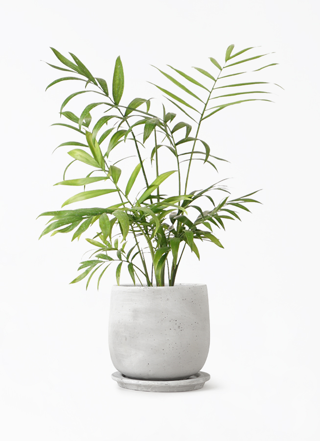 テーブルヤシ 4号 | 観葉植物 | インテリアやギフトに - Hitohana