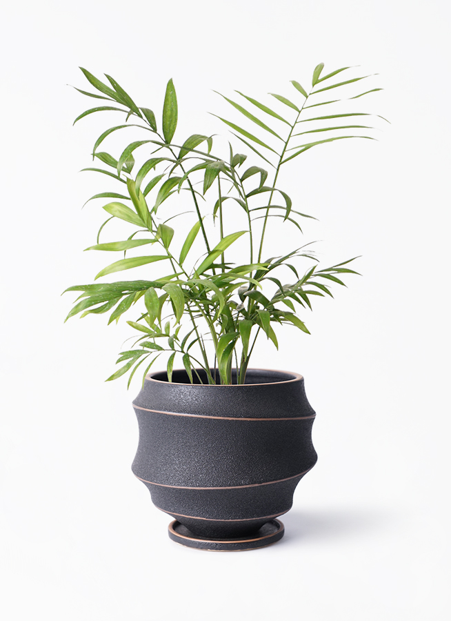 マンゴーウッド　大皿　パーティー　サラダ皿　鉢植　観葉植物 マンゴーウッド 大皿 パーティー サラダ皿 鉢植 観葉植物