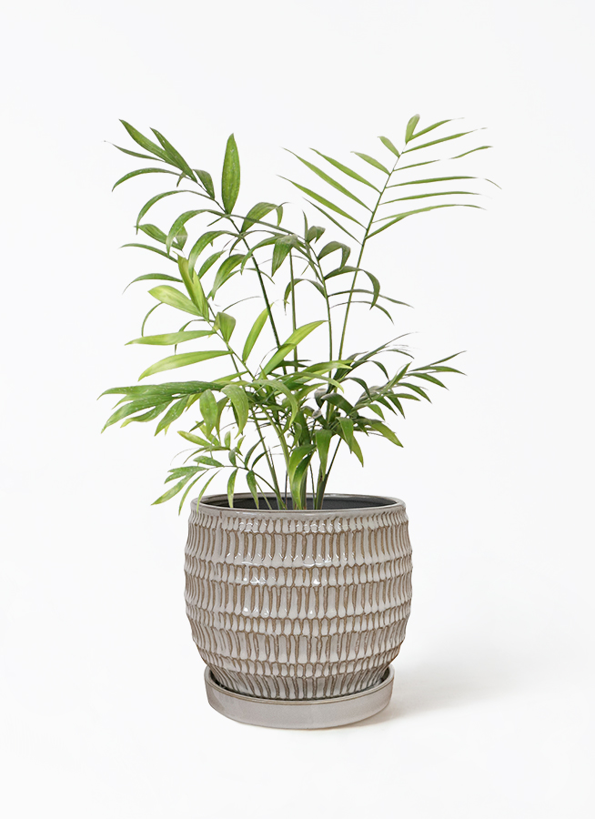 観葉植物 テーブルヤシ 4号 プラスチック鉢 | 観葉植物ならHitoHana