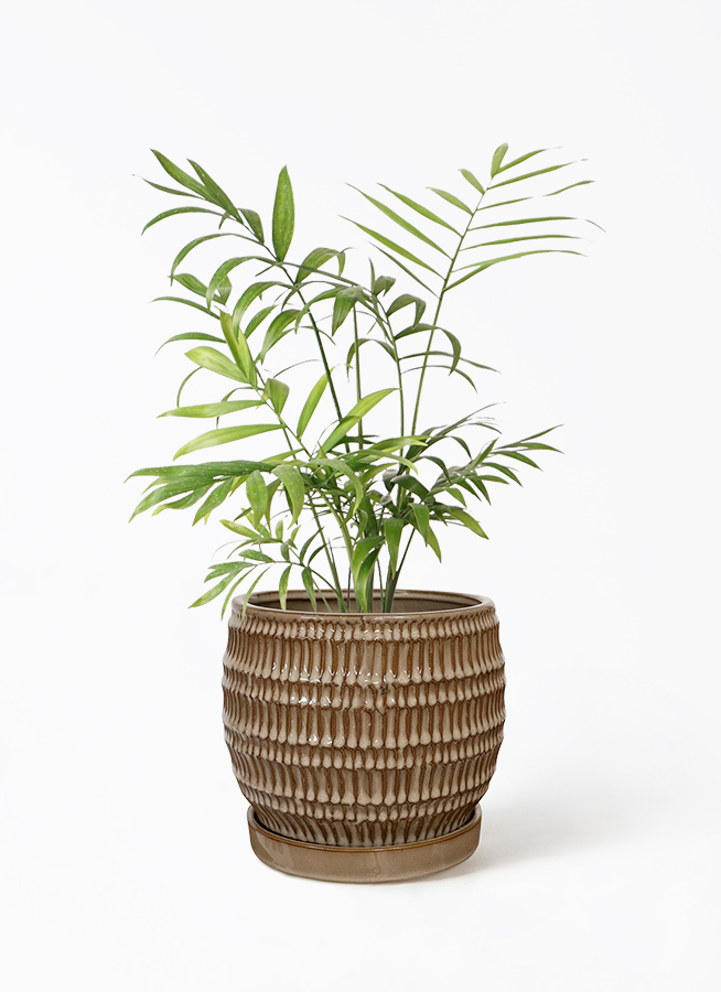 観葉植物 テーブルヤシ 4号 プラスチック鉢 | 観葉植物ならHitoHana