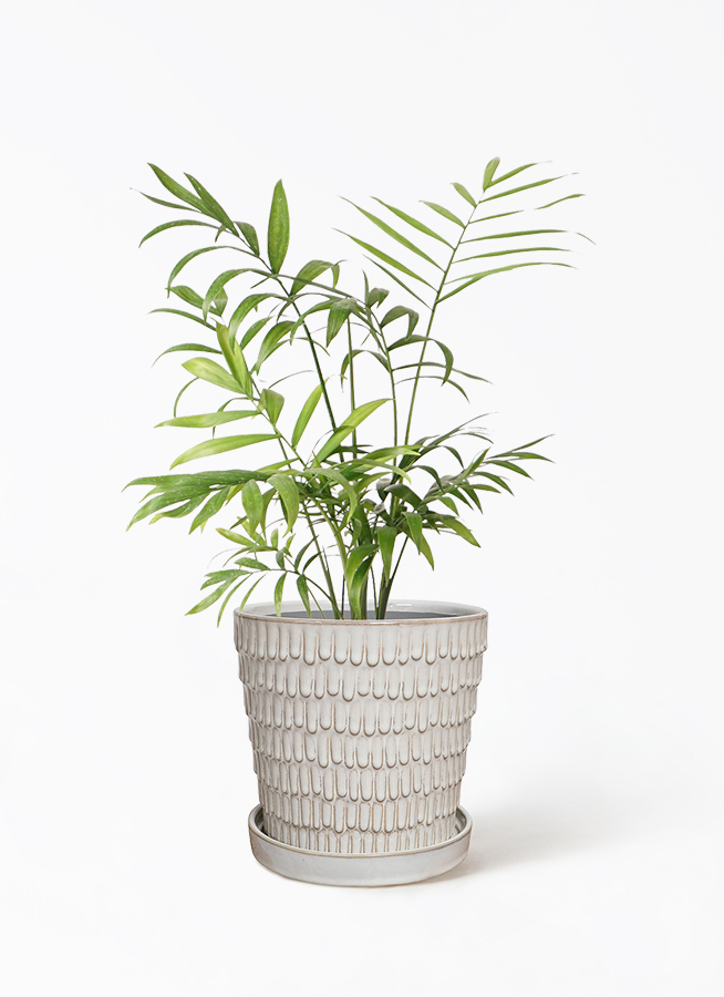 観葉植物 テーブルヤシ 4号 プラスチック鉢 | 観葉植物ならHitoHana